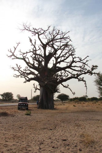 Größerer Baobab.