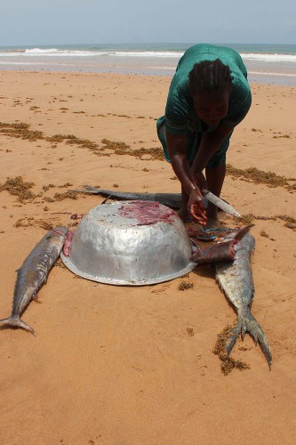 Frischer Fisch am Strand von Busua.