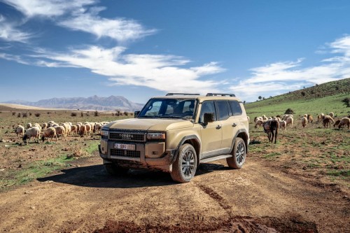 Land Cruiser 250 Schafe-min.jpg