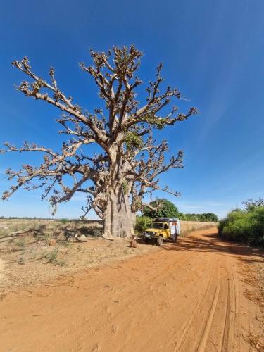 Ein Baobab in Senegal