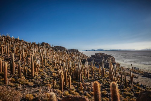 Isla De Incahuasi, Bolivia 2012.jpg