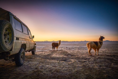 Llamas, Salar De Uyuni, Bolivia 2012.jpg