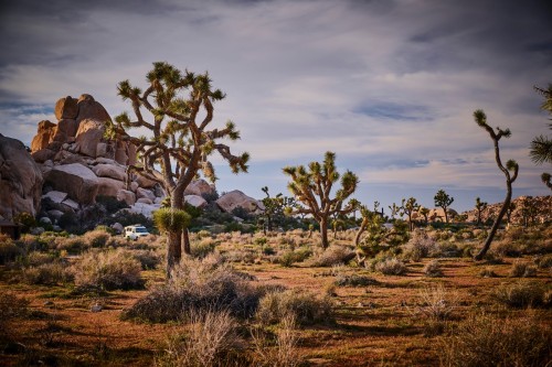Joshua Tree, California 2024.jpeg