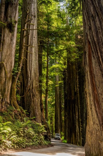 Redwoods, California 2025.jpeg