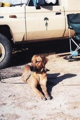 Rhodesian Ridgeback