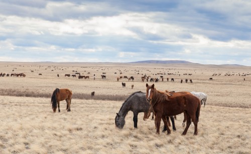 Steppe Kasachstan im April 2016