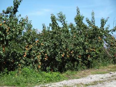 kaum zu glauben: in der schweiz wachsen aprikosen!<br />die bäume waren bis zu bersten voll!